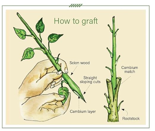Treekote Grafting Kit - Includes Pruning Knife, 4oz Grafting Wax, 30ft Grafting Tape and Detailed Instructions