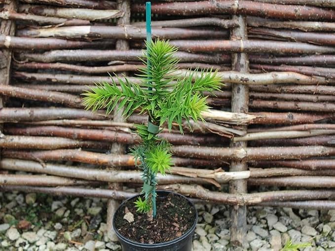 GARDENERA Premium Araucaria Potting Soil Mix - Perfect Balance of Nutrients, Drainage, and Aeration for Healthy Araucaria Trees - 4 Quart