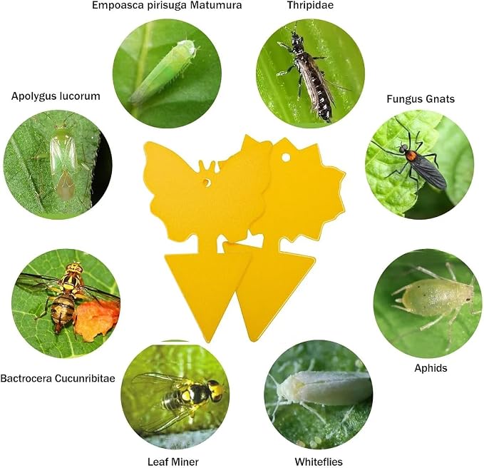 Fruit Fly Sticky Trap 46 Pack - Gnats Insect Traps for Indoor Outdoor, Yellow Double-Sided Sticky Insect Catchers Fungus, Fruit Flies, Whiteflies, Aphids, Leaf Miners