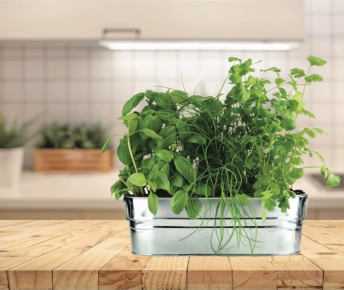 BUZZY Seeds Organic Windowsill Grow Kit, Copper Culinary Herb Garden with Basil, Cilantro and Chives, Indoor Starter Set with Seed Packets and Growing Medium, Holiday Present, Gardening Gift