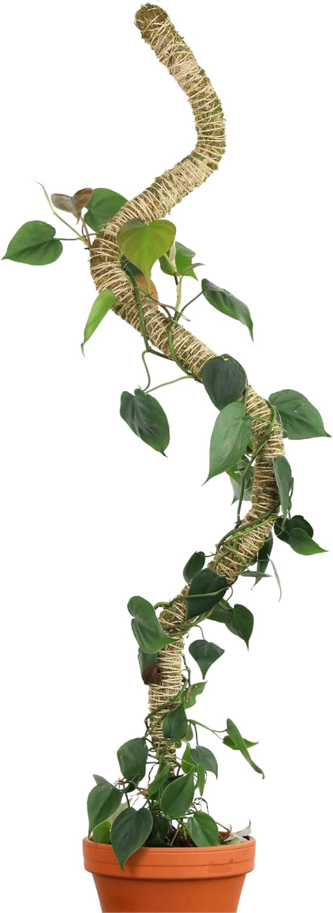 Mossify Bendable Moss Pole 54'' Monstera Plant Support for Climbing Indoor Plants - 100% Sustainably Farmed Moss Pole for Plants Indoor Growth - Flexible Handmade Sphagnum Plant Poles Support