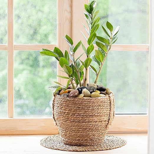FANTIAN 10 lbs Stones for Plants, 1-2 inch Polished Pebbles for Indoor Plants, Decorative River Rocks for Plants Vase Aquarium and Outdoor Garden Landscaping Rocks