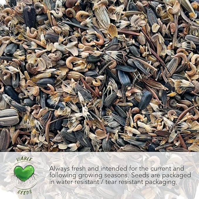 Seed Needs Forget-Me-Not Seed Packet Collection (Includes 3,000 Forget-Me-Not Seeds for Planting) Heirloom, & Open Pollinated Rose Blue & White Flowers