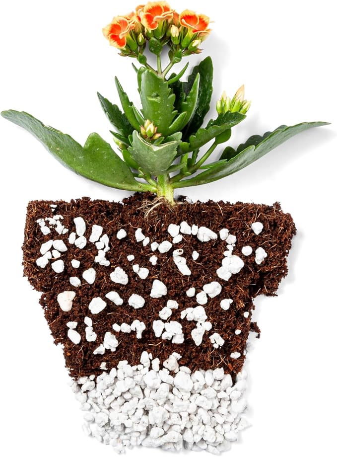 Coco Bliss (10lbs) + Perlite Bliss (8 Qts) - Organic Coco Coir for Plants & Horticultural Perlite for Plants - Coconut Coir Brick - Bulk Garden Soil & Potting Soil Mix - Organic Gardening Bundle