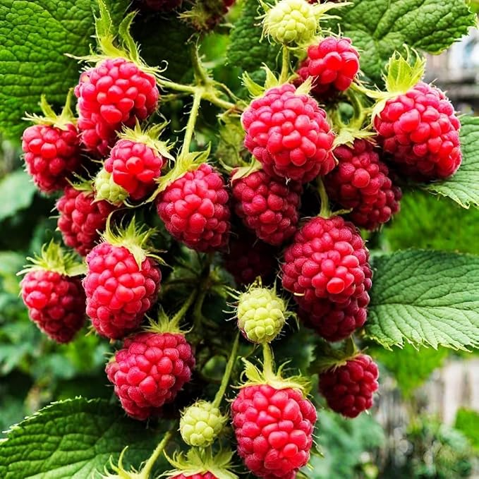 1700 Pieces Mixed Fruit Seeds for Garden Planting, 4 Varieties - Strawberry, Raspberry, Blueberry, Grape, Non-GMO Heirloom