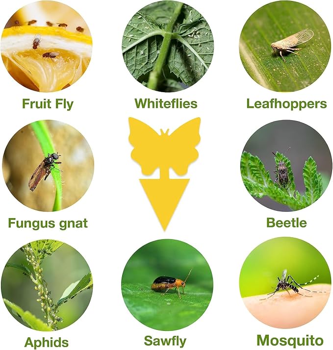 54 Pack Fruit Fly Trap for Indoor, Gnat Traps for House Indoor, Fungus Gnat Killer Sticky Traps for Plants, Mosquitoes, Flying Insects