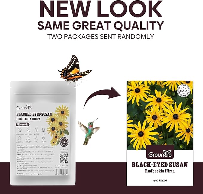 Groundio Black Eyed Susan Seeds, 7500+ Perennial Flower Seed to Plant Indoor & Outdoor, Attract Pollinators | Non-GMO | Heirloom Wildflowers Seeds, USDA Zone 3-9 (Rudbeckia Hirta)