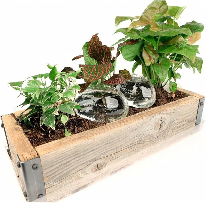 Kikkerland Water from a Stone Hand Blown Glass Automatic Self-Watering Plant Globes, Set of 2