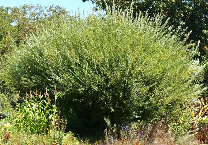Basket Willow Cuttings to Grow - Used to Make Willow Basket Weaving or Willow Fence- Salix viminalis, Osier Willow (5 Cuttings)