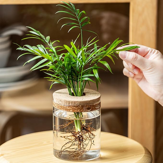 Plant Propagation Stations for Plants, 2 Size Glass Propagation Vases for Propagating Hydroponic Indoor Home Office Decor, Tabletop Glass Planter Gift for Plant Lovers (6)
