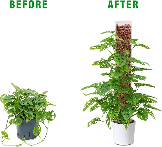 Bonviee 2 Pcs 24 Inch + 2 Pcs 36 Tall Plastic Moss Poles for Monstera β Large D-Shaped Climbing Plant Support, Works with Sphagnum Moss, Includes 2 Garden Ties