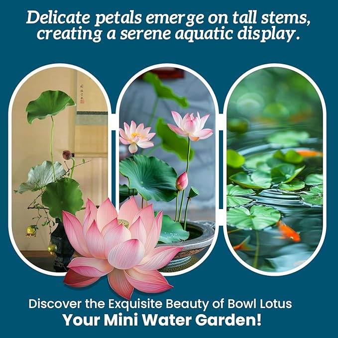 Lotus Seeds for Planting in Water β 160 PCS Mixed Bowl Lotus Seeds, Water Lily & Water Plants for Ponds, Live Pond Plants for Outdoor Ponds, Floating Pond Plants β Indoor Bonsai, Garden, Koi Pond