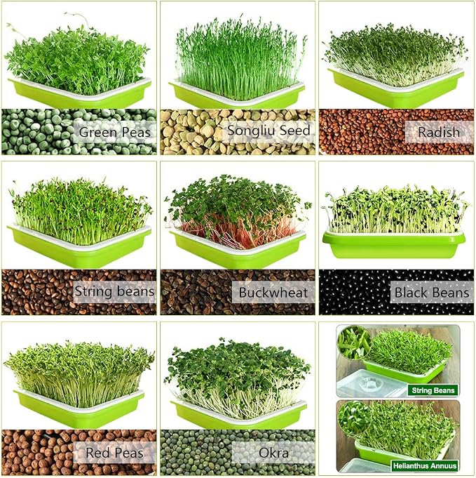 SUNPRO 2-Pack Seed Sprouter Tray with Humidity Lid, BPA Free Food Grade Soil-Free Sprouting Kit, Large Capacity Wheatgrass Grower & Microgreens Germination Station for Beans, Peas, Cat Grass (Green)