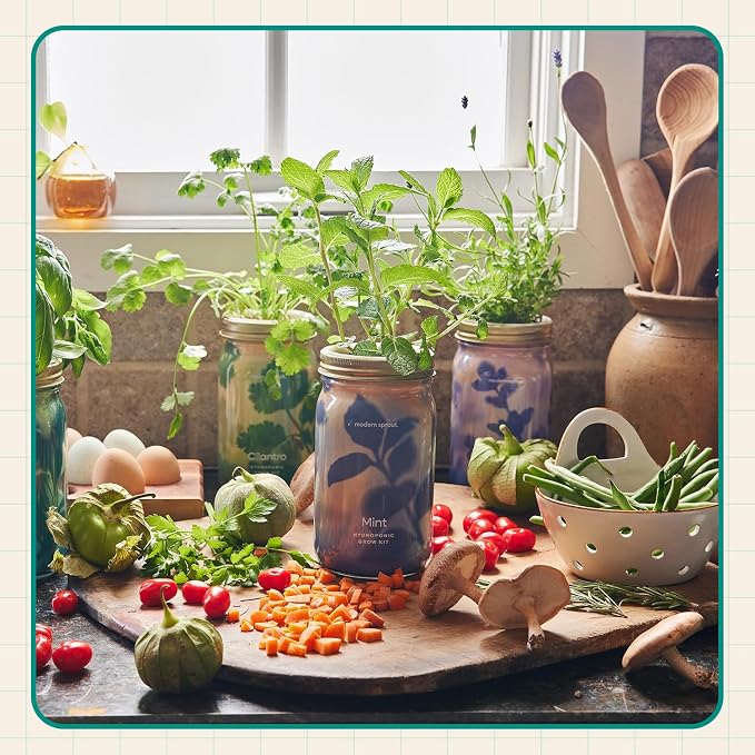 Modern Sprout Mason Garden Jar - Self-Watering Hydroponics Growing System Kit with Organic Herb Seeds - Jar Planter for Indoor Herb Garden - Seed Starter Kit - Home Decor & Gifting - Basil