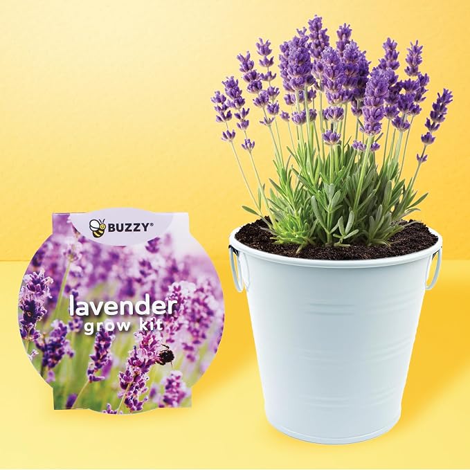 Buzzy Seeds Love Pails Grow Kit 2-Pack - Metal Windowsill Planter - Complete Indoor Gardening Kit with Seeds, Coconut Husk Growing Medium & Genuine Pots - 100% Grow Guarantee