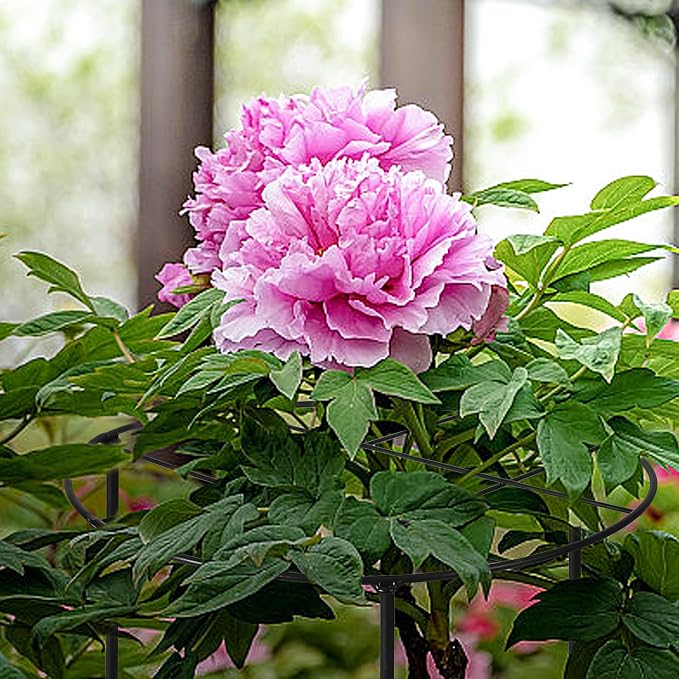 3 Pcs Large Peony Cages and Supports, 31.5"H x 12.6"D Grow Through Plant Support for Outdoor Plants, 7mm Stake Heavy Duty Metal Peonies Support Cage Peony Ring Plant Grid for Vegetables Roses Tomatoes