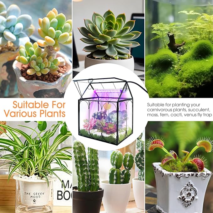 Plant Terrarium Kit with Grow Light, Rifny Small Glass Terrarium Jar with Absorbent Mat and Lid for Venus Fly Trap Succulent Live Air Plants Indoor Home Office Decor (Black, 7.1 x 4.8 x 8.8 inch)