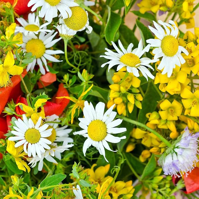 Wildflower Seeds - Drought-Tolerant Mix, 2 oz (80,000+ Seeds) – 20 Non-GMO Varieties – Dryland Wildflower Blend for Pollinators and Low-Water Gardens
