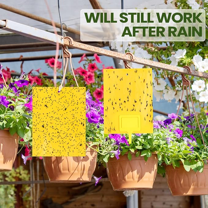 Qualirey 300 Pcs Yellow 6 x 8 Inch Sticky Traps for Gnats Dual Sided Fruit Fly Sticky Traps for Indoor and Outdoor Plant with Twist Ties and Plastic Holders for Fungus Gnats, Bug, Flying Insect