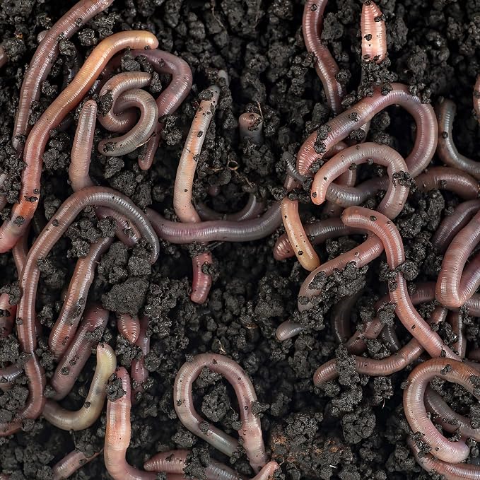 Coco Bliss (10lbs) + Worm Bliss (2 Gallons) - Coco Coir Brick & Organic Worm Castings for Plants - Coco Coir for Plants - Earthworm Castings Worm Fertilizer - Organic Garden Soil & Potting Soil Mix