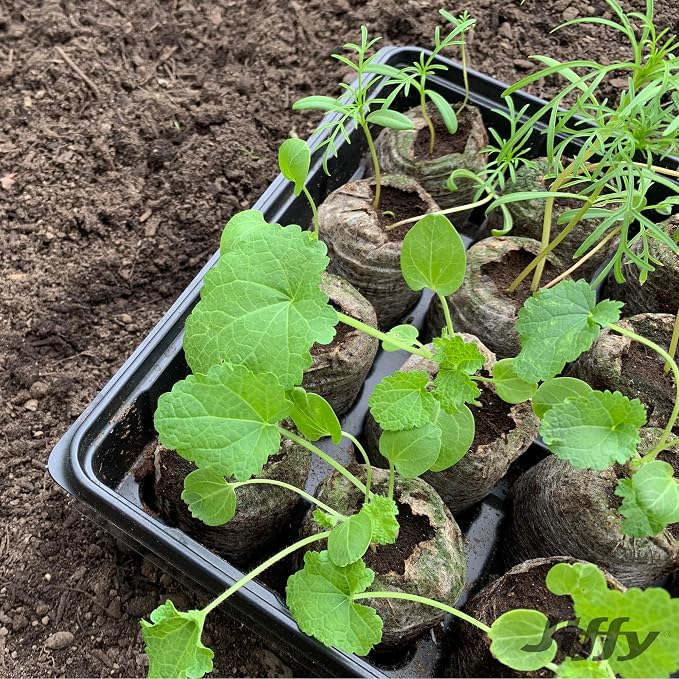 Ferry Morse Jiffy Tomato & Vegetable Seed Starter Tray Kit, 36 Cell 50mm Peat Pellets with Bonus SUPERthrive and Plant Labels - 2 Pack, 72 Pellets Total