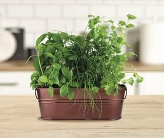 Buzzy Seeds Organic Windowsill Herb Kit - Metal Windowsill Planter - Complete Indoor Gardening Kit with Seeds, Coconut Husk Growing Medium & Genuine Pots - 100% Grow Guarantee
