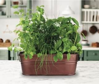 Buzzy Seeds Organic Windowsill Herb Kit - Metal Windowsill Planter - Complete Indoor Gardening Kit with Seeds, Coconut Husk Growing Medium & Genuine Pots - 100% Grow Guarantee