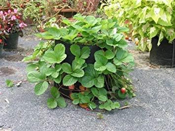 Smart Pots 14020H 14020 Fabric Pot, 20-Gal, Black with Strap Handles
