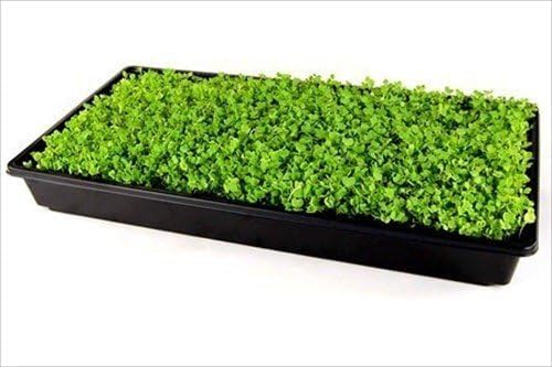 Living Whole Foods 100 Pack of Durable Black Plastic Growing Trays (Without Drain Holes) 21" X 11" X 2" - Flowers, Seedlings, Plants, Wheatgrass, Microgreens & More
