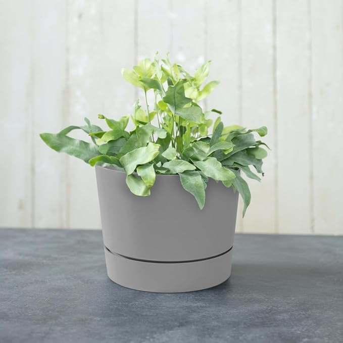 Root & Vessel Majestic Mid-Century Modern Low Profile Cylinder Pot, Matte Gray, 12.5"