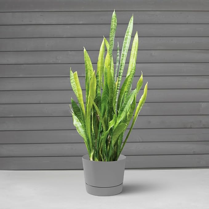 Root & Vessel Majestic Mid-Century Modern Low Profile Cylinder Pot, Matte Gray, 12.5"