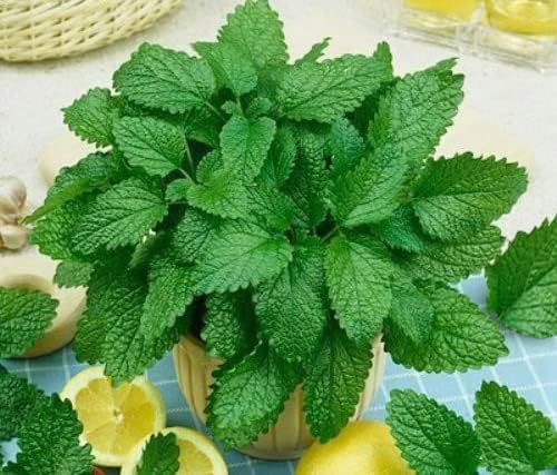 Seeds Lemon Balm Melissa Officinalis Non GMO Herbs for Planting 300 Seeds