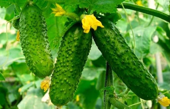 Seeds Indoor Self-Pollinating Cucumber 10 Seeds for Growing Indoors