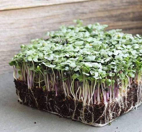 "Spicy Salad Mix" Microgreens Blend of Seeds, 300+ Heirloom Seeds Per Packet, (Isla's Garden Seeds), Non GMO Seeds, Great Indoor/Outdoor Home Garden Gift