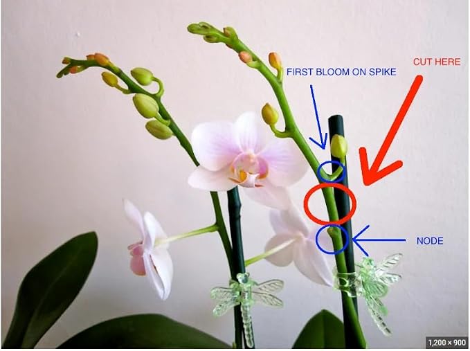 Orchid Clips for Plants Support (100, Brown) for Small - Middle Climbing Plants Vine Plants & Single Stem Plants