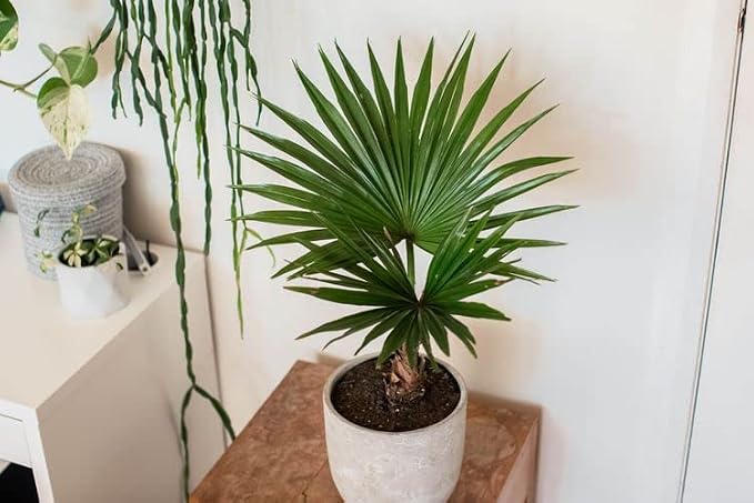 GARDENERA Palm Tree Potting Mix - The Ultimate Soil for Strong and Healthy Palms - Top Choice for Palm Tree Growers [1 Quart Bag]