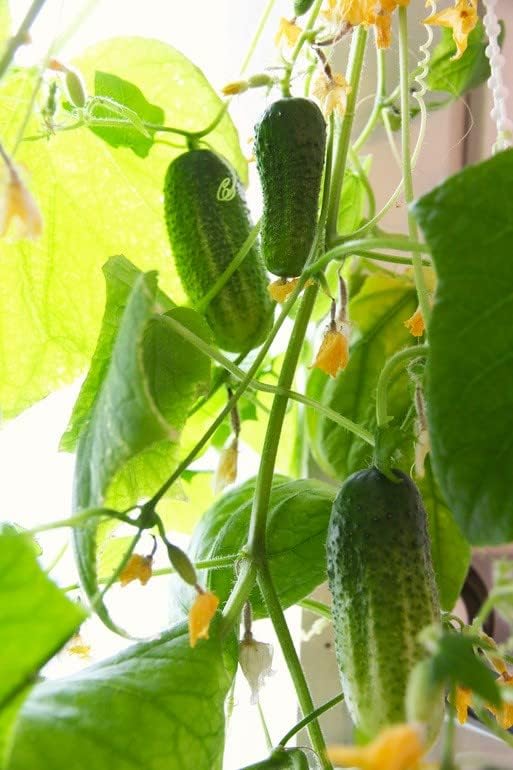 Seeds Indoor Self-Pollinating Cucumber 10 Seeds for Growing Indoors