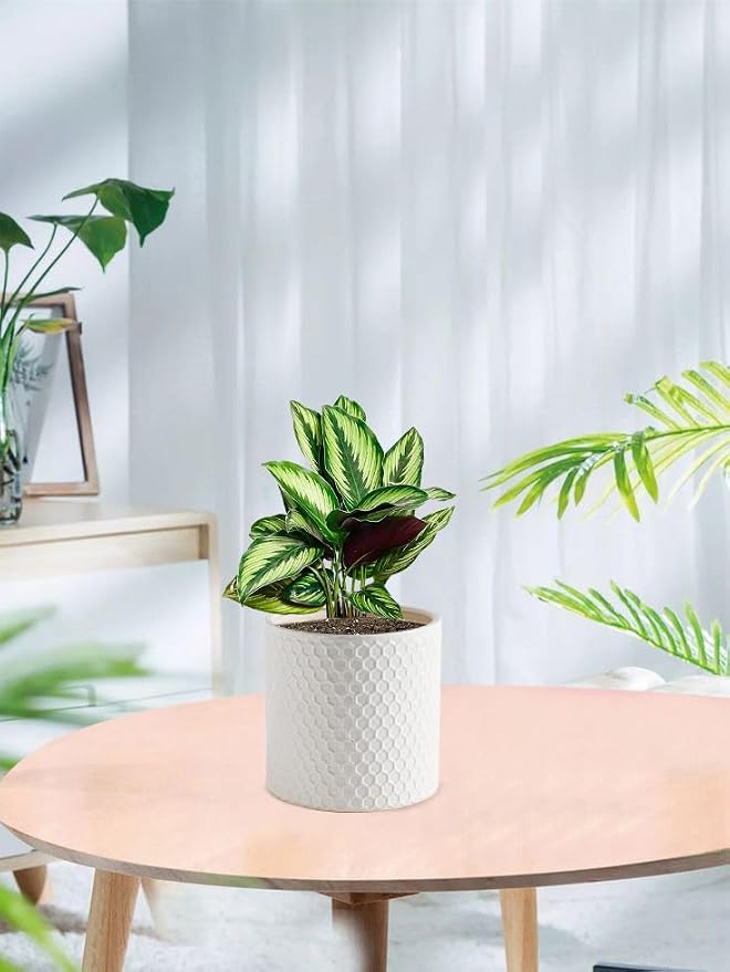 Docrin Ceramic Planters Indoor, 8 Inch Plant Pot with Drainage Holes for Home/Office - White Honeycomb
