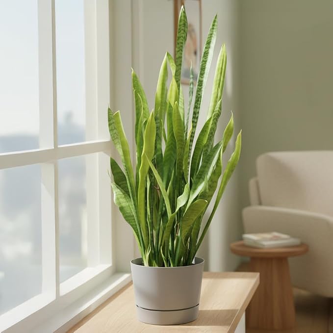 Root & Vessel Majestic Mid-Century Modern Low Profile Cylinder Pot, Matte Gray, 6.5"