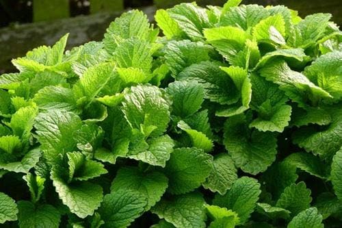 Seeds Lemon Balm Melissa Officinalis Non GMO Herbs for Planting 300 Seeds