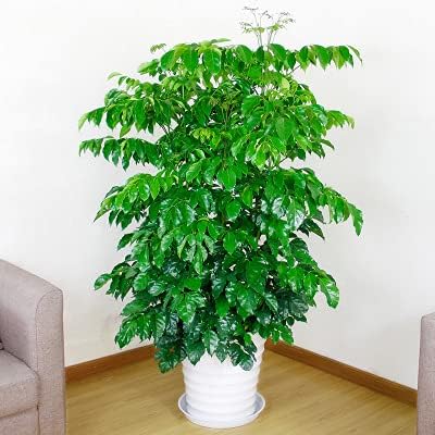 VUWEZ 6 Pack of 25 inch Plant Saucer, Plant Tray 25 Inch Round, Plant Saucers for Indoors, Plant Trays for Pots, Flower Pot Saucers, Pot Saucers for Planter 19-26" (25", White)