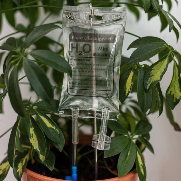 Bubblegum Stuff - Mini Plant Life Support Drip Irrigation Device For House Plants | Automatic Watering System | 3.5 Fluid Ounces - Plant Waterer For Indoor Plants…