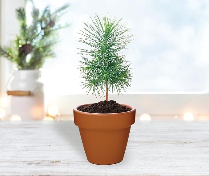BUZZY Seeds Spruce Tree Grow Kit 12-Pack - Mini Terracotta Pot Grow Set - Complete Indoor/Outdoor Gardening Kit with Seeds, Coconut Husk Growing Medium & Genuine Pots - 100% Grow Guarantee