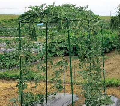 Green Trellis Netting 6.5x100 ft Heavy Duty Garden Trellis Netting Polypropylene Plant Support Garden Net for Climbing Vegetables Fruits Flowers for the Garden