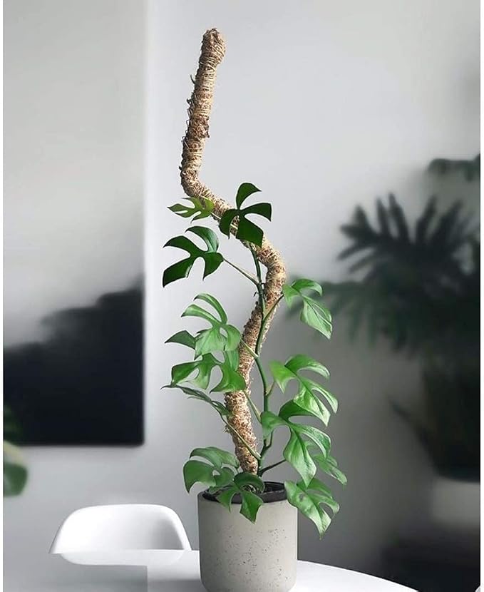 Mossify Bendable Moss Pole 42'' Monstera Plant Support for Climbing Indoor Plants - 100% Sustainably Farmed Moss Pole for Plants Indoor Growth - Flexible Handmade Sphagnum Plant Poles Support