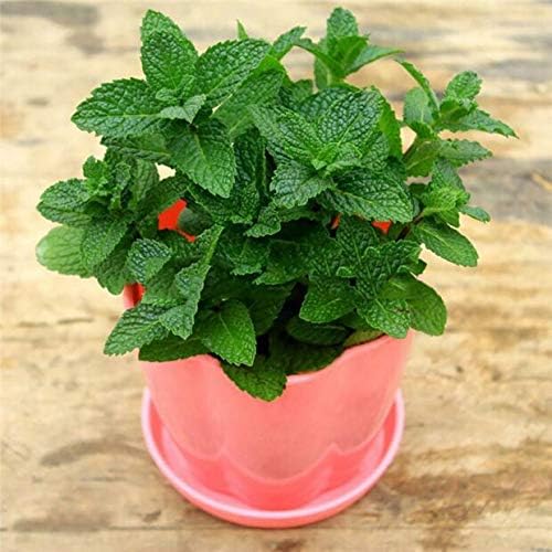 Seeds Lemon Balm Melissa Officinalis Non GMO Herbs for Planting 300 Seeds