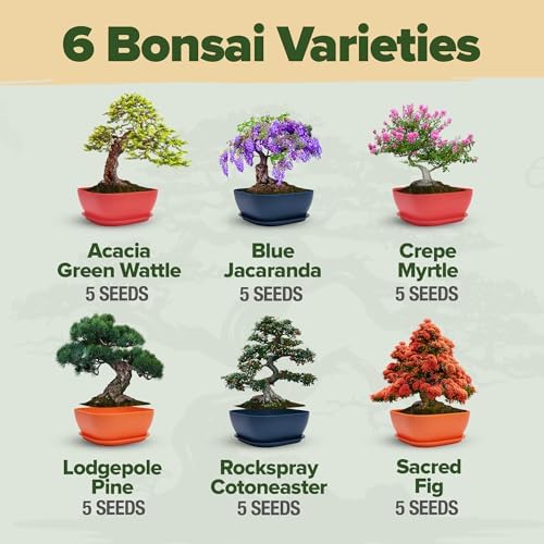 HOME GROWN 𝗨𝗦𝗔 𝗣𝗥𝗘𝗠𝗜𝗨𝗠 Zinnia Dahlia Seeds 524 & HOME GROWN 𝗨𝗦𝗔 Bonsai Tree Kit – 6 Heirloom