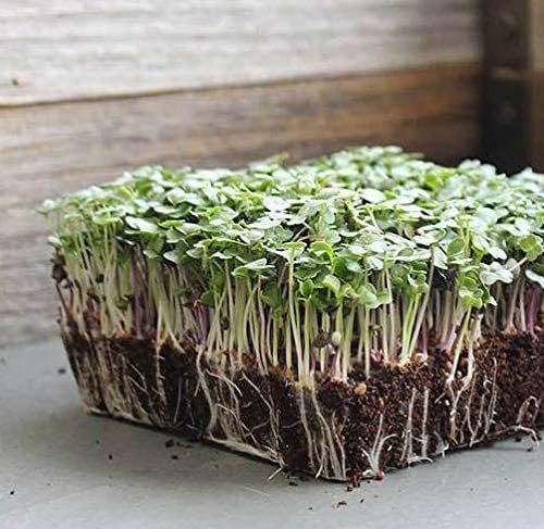 Basic Salad Mix Microgreens Seeds for Planting, 300+ Premium Heirloom Seeds, Indoor/Outdoor, (Isla's Garden Seeds), Non GMO, 85-90% Germination, Fun Home Garden Gift