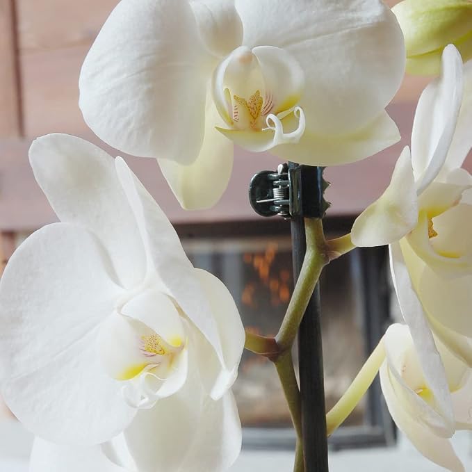 Orchid Clips, ARRITZ 100pcs Garden Plant Clips for Vines Flowers Keep Stems Vines Flowers Grow Upright