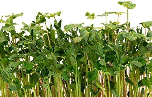 Basic Salad Mix Microgreens Seeds for Planting, 300+ Premium Heirloom Seeds, Indoor/Outdoor, (Isla's Garden Seeds), Non GMO, 85-90% Germination, Fun Home Garden Gift